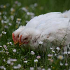 Chicks roaming the gardens and flower beds