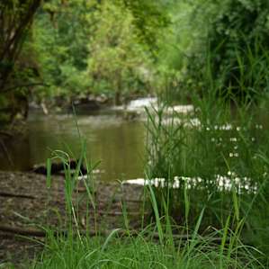 Nice creek a few paces from one of the campsites