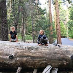 Fallen logs in campsites are fun for the kids!