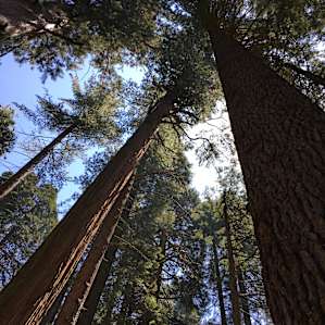 Some of the most spectacular trees I've ever seen!