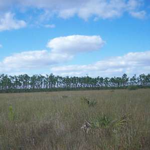 The Everglades slough