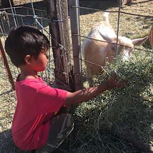 The kids enjoyed feeding all the farm animals!