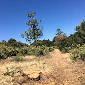 North trail by campsites.