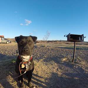 Dog's loved camping here!