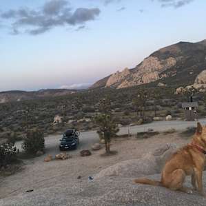 Doggo's loved to climb too.