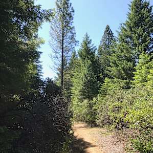 Observation Point trail