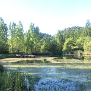 View of the Mill Pond from our site