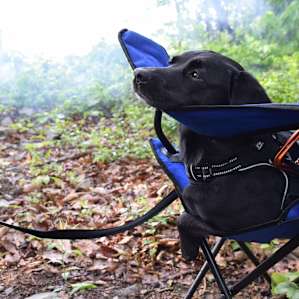 One very content camper.