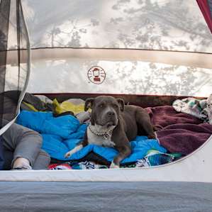 The campground is pup friendly.