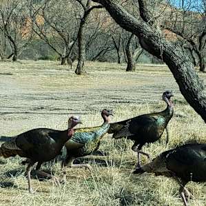Wild turkeys wandering through the campsite.