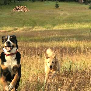 Great place for the dogs to be off leash and run