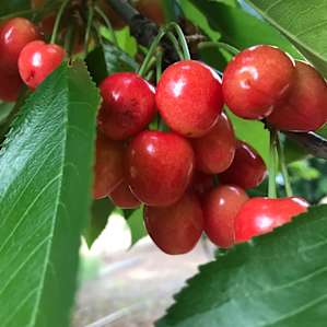 cherry trees