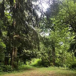 This pretty clearing separates the main camp from the outhouse and is good for camping, parking, or running around with the pup.