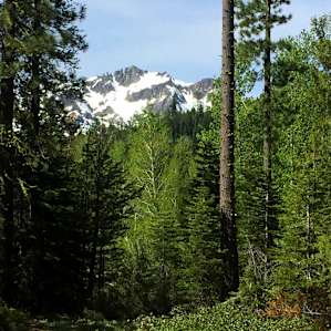 View of Sierra Butte from near site 24