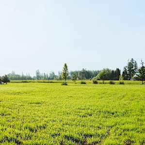 The lawn on the farm. Open for pitching tents and lounging.