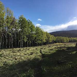 Meadow behind loop 1 sites