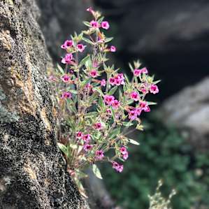 The wildflowers are out!