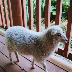 There are many friendly animals that roam the farm. This is Charity the lamb! Be sure to check with the host, Zach, for more details about the animals.