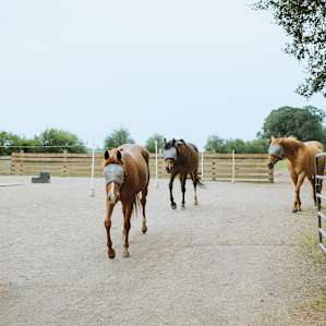 As a guest you have a chance to see the horses on the property brought into their stalls from the fields from right outside your window.