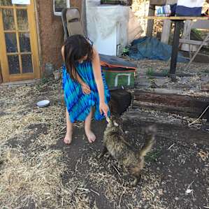 Friendly farm cat