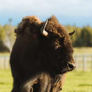 A portrait of one of the many buffalo living on the farm.