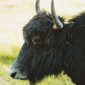 A portrait of one of the many yaks living on the farm.