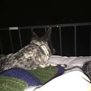 Our little bed buddy :)