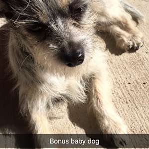 Little sassy dog!