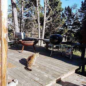 The cabin porch, with its fire pit, its barbecue and its cat!