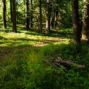 Pretty patches of light right on your grounds.
