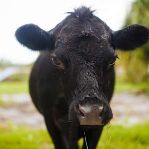 Free range and hungry for grass!