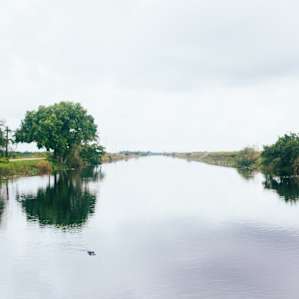 You're definitely in the everglades. Can you spot it?