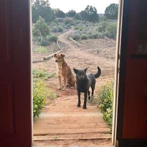 Cute pups greeting us at the entrance of the hogan