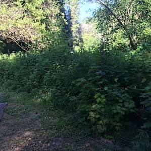 The bushes separating #25 from the neighbors are about 15' wide. You might be able to spot the top of the neighbor's RV.