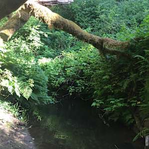 Russian Gulch Campground