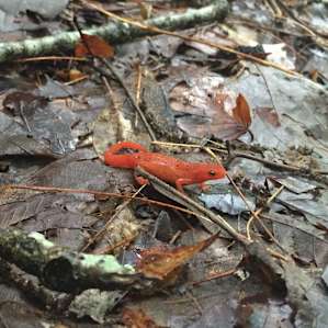 Tallulah Gorge State Park Campground