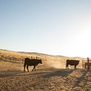 Lots of cows along the road from the near by ranches