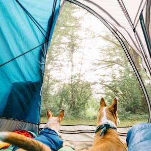 tentview animal lodging
