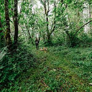 Peaceful Woods