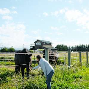 The horses on the farm. Friendly and curious!