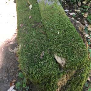 Mossy Bench Camp