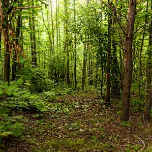 Feeling adventurous?
On campsite one, there's a trail going down to the creek!