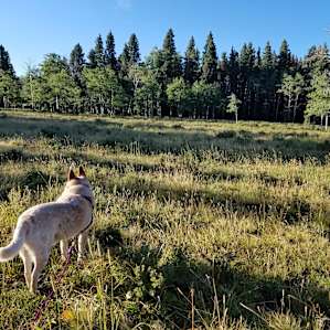 Camping on the big meadow.