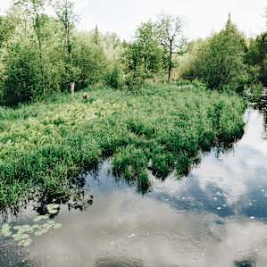 forest water