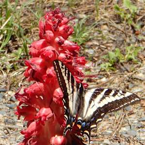 Monarch Butterflies Everywhere