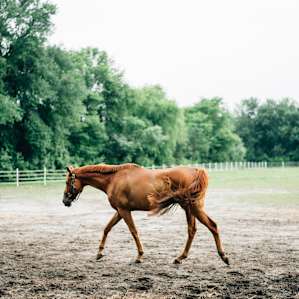horse farm animal