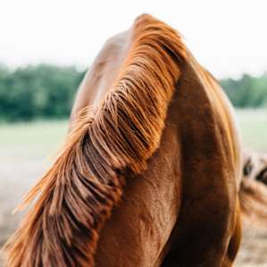 horse animal
