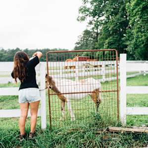 horse farm animal