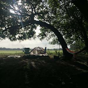 Awesome shade trees!