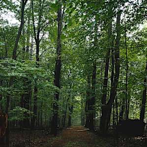 Tree lined drive to the campsite.